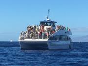  maalaea whale watch cruise
